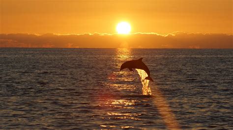 Daybreak Delights: Experience Dolphins in the Enchanted Tree House at Sunrise